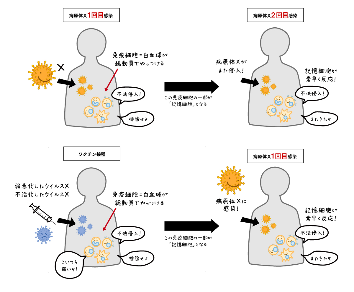 コロナ 風邪 薬 効く