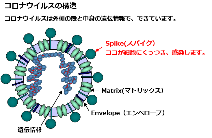 やばい コロナ ウイルス 新型コロナは日本人にとって本当に「怖いウイルス」なのか