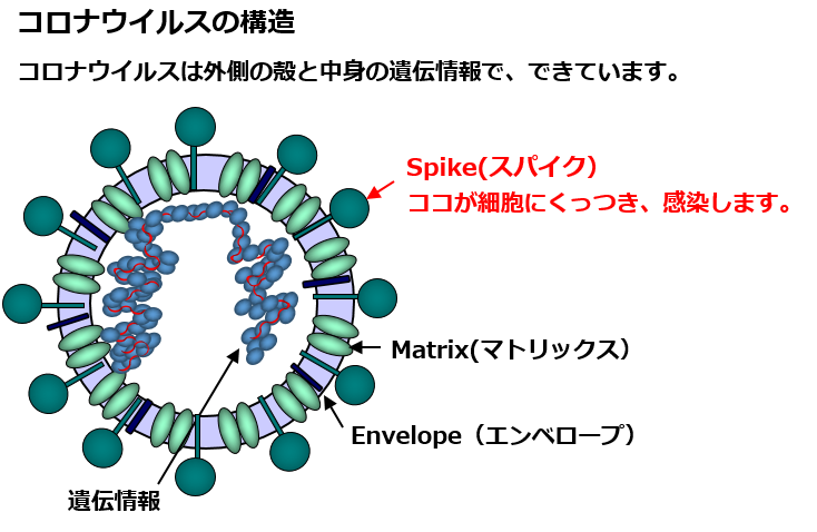 遺伝子 コロナ ワクチン なぜ、ワクチンは痛いのか ～化粧品アレルギーに注意、体調不良は回避を～【