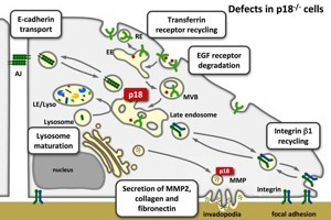 p18 endocytosis