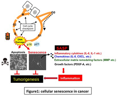 細胞老化と発癌との関係