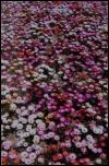 Click on one of the size names above to enlarge this image Click on one of the size names above to enlarge this image