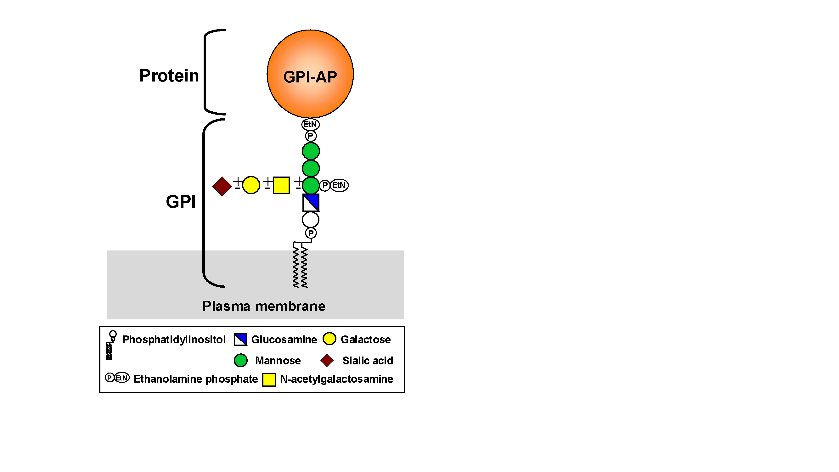 Structure of GPI anchored proteins